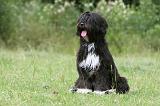 TERRIER DU TIBET 077